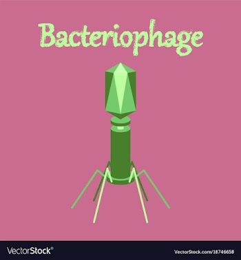 Human icon in flat style bacteriophage vector image