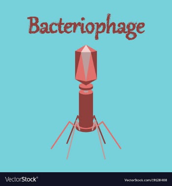Human icon in flat style bacteriophage vector image