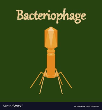 Human icon in flat style bacteriophage vector image
