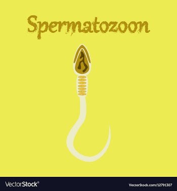 Human icon in flat style spermatozoon vector image