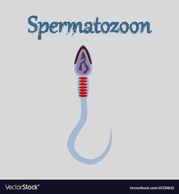 Human icon in flat style spermatozoon vector image
