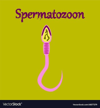 Human icon in flat style spermatozoon vector image
