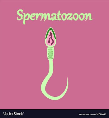 Human icon in flat style spermatozoon vector image