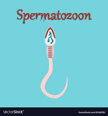 Human icon in flat style spermatozoon vector image