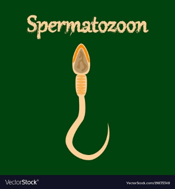 Human icon in flat style spermatozoon vector image