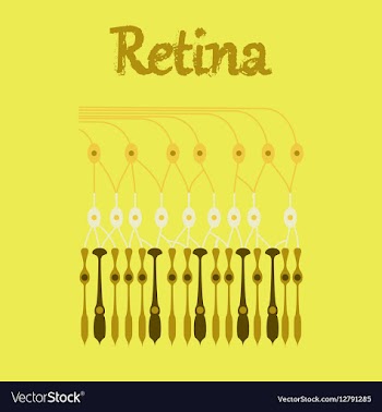Human icon in flat style structure retina vector image