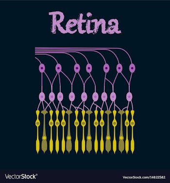 Human icon in flat style structure retina vector image
