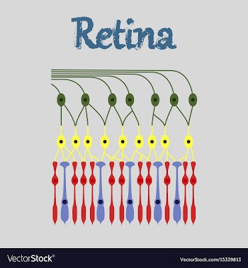Human icon in flat style structure retina vector image