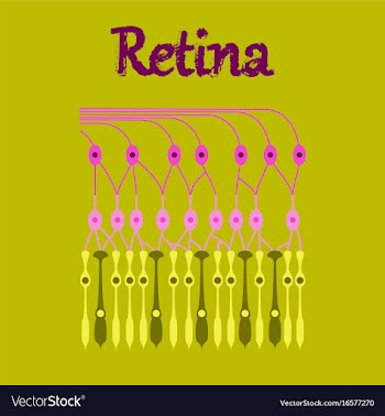 Human icon in flat style structure retina vector image