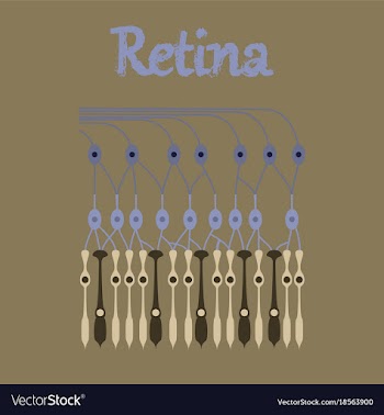 Human icon in flat style structure retina vector image