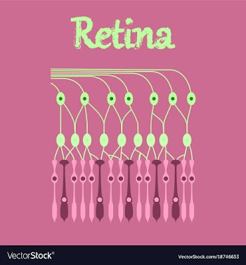 Human icon in flat style structure retina vector image
