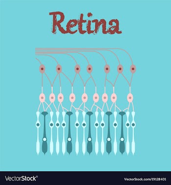 Human icon in flat style structure retina vector image