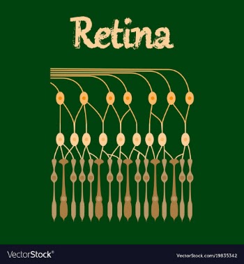 Human icon in flat style structure retina vector image
