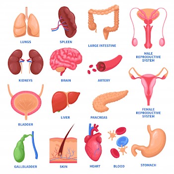 Human internal organs set Free Vector