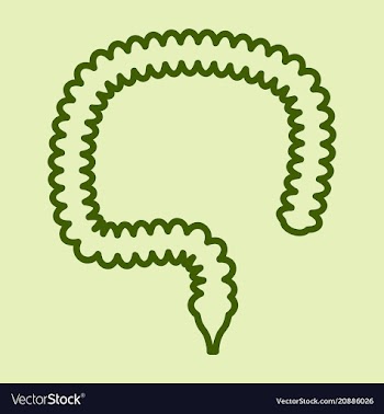 Human intestines in digestive system large and vector image
