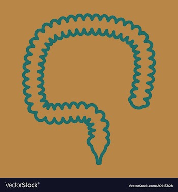 Human intestines in digestive system large and vector image