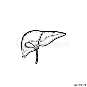 Human liver hand drawn outline doodle icon