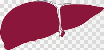 Human Liver  Png, Vector and Jpg