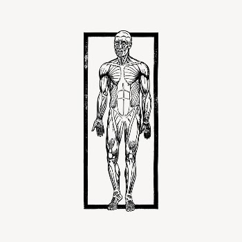 Human muscles clipart, drawing illustration | Free Vector Illustration - rawpixel
