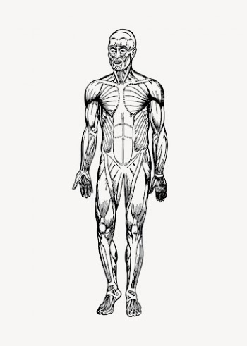 Human muscles clipart, drawing illustration | Free Vector Illustration - rawpixel