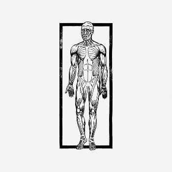 Human muscles collage element, vintage | Free PSD Illustration - rawpixel