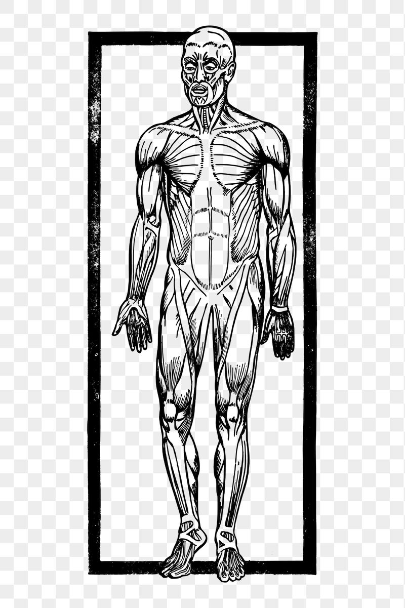 Human muscles png sticker illustration, | Free PNG - rawpixel