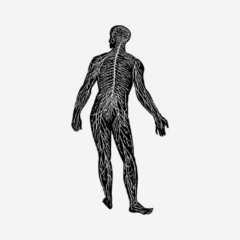 Human nerve system, anatomy hand | Free Photo - rawpixel