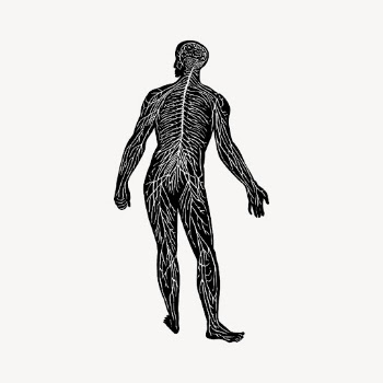 Human nerve system, anatomy vintage | Free Vector - rawpixel