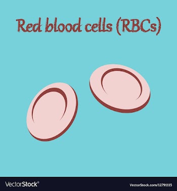 Human organ icon in flat style blood cells vector image