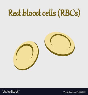 Human organ icon in flat style blood cells vector image