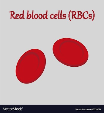 Human organ icon in flat style blood cells vector image