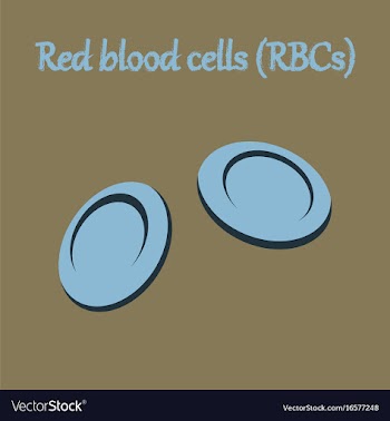 Human organ icon in flat style blood cells vector image