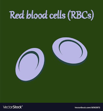 Human organ icon in flat style blood cells vector image