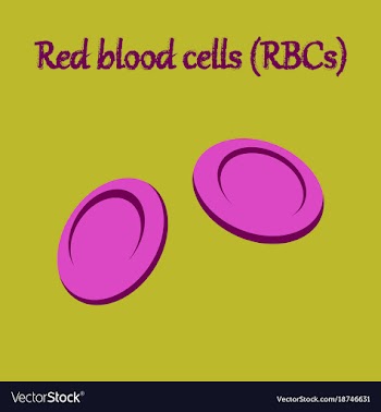 Human organ icon in flat style blood cells vector image
