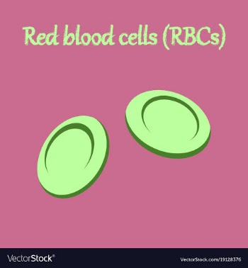 Human organ icon in flat style blood cells vector image