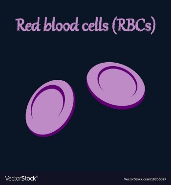 Human organ icon in flat style blood cells vector image