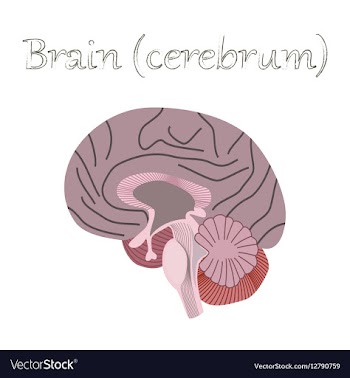 Human organ icon in flat style brain vector image
