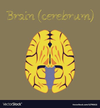 Human organ icon in flat style brain vector image