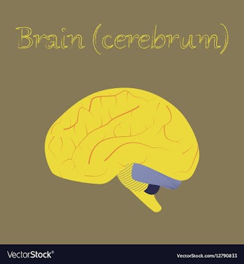 Human organ icon in flat style brain vector image