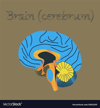 Human organ icon in flat style brain vector image