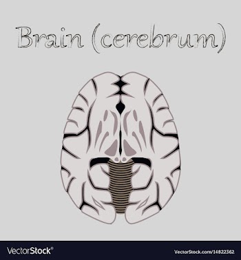 Human organ icon in flat style brain vector image