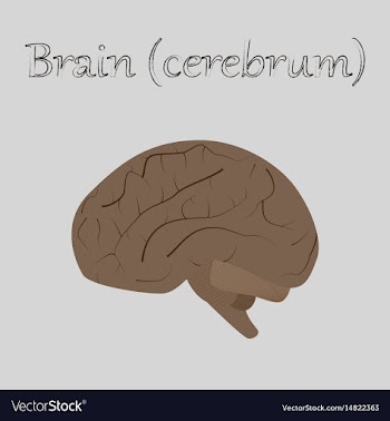 Human organ icon in flat style brain vector image