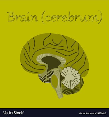 Human organ icon in flat style brain vector image
