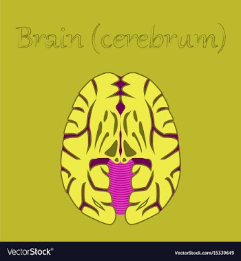 Human organ icon in flat style brain vector image