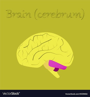 Human organ icon in flat style brain vector image