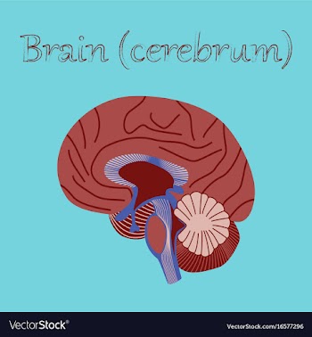 Human organ icon in flat style brain vector image