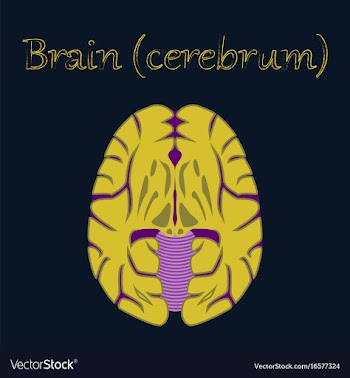 Human organ icon in flat style brain vector image