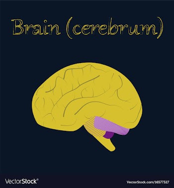 Human organ icon in flat style brain vector image
