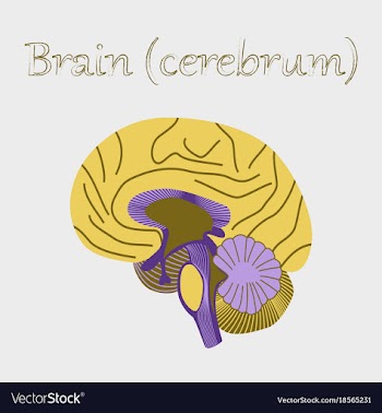 Human organ icon in flat style brain vector image