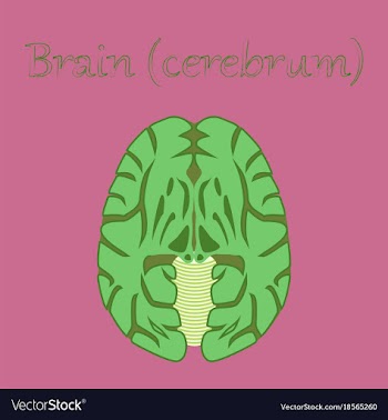 Human organ icon in flat style brain vector image